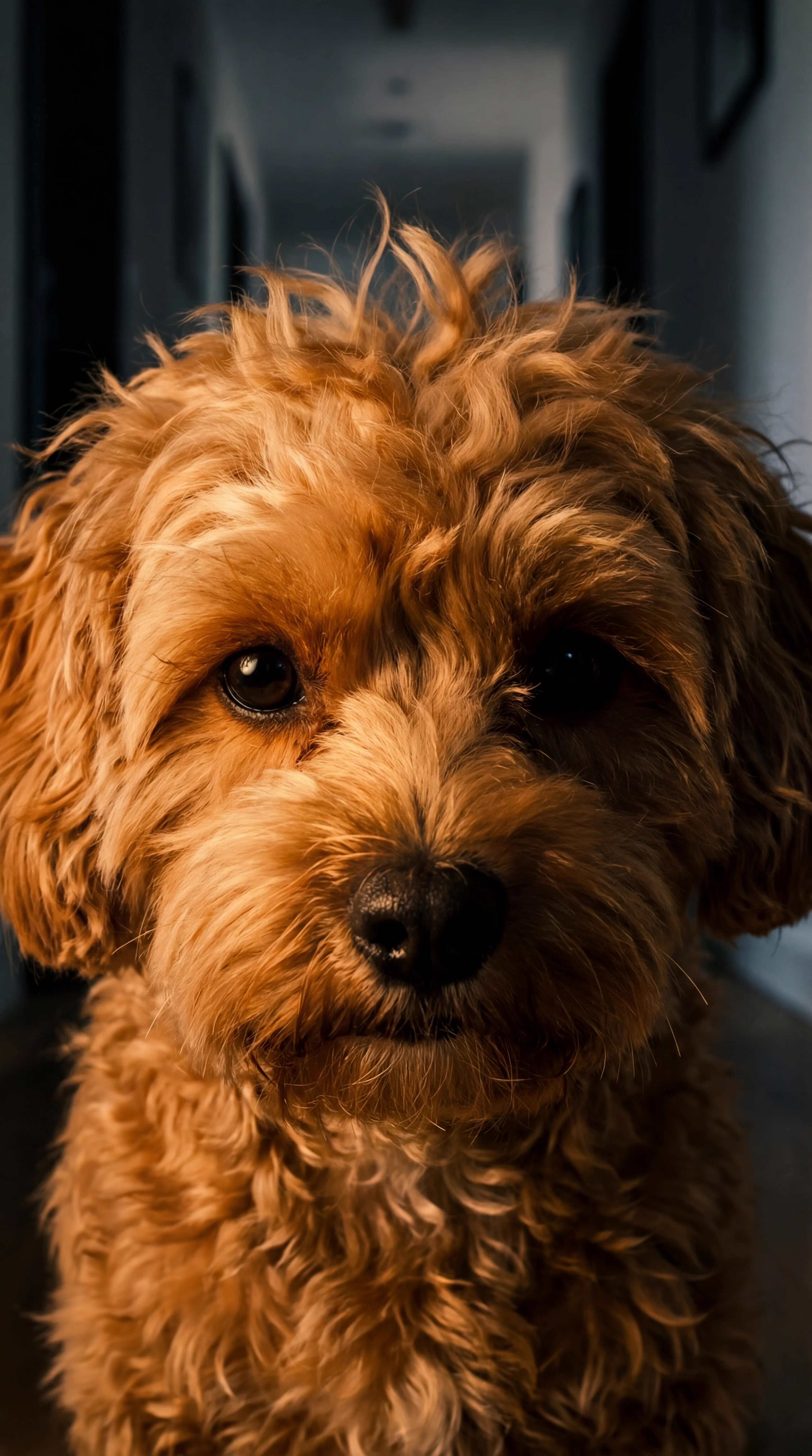 Don Cookie — Bližnji posnetek